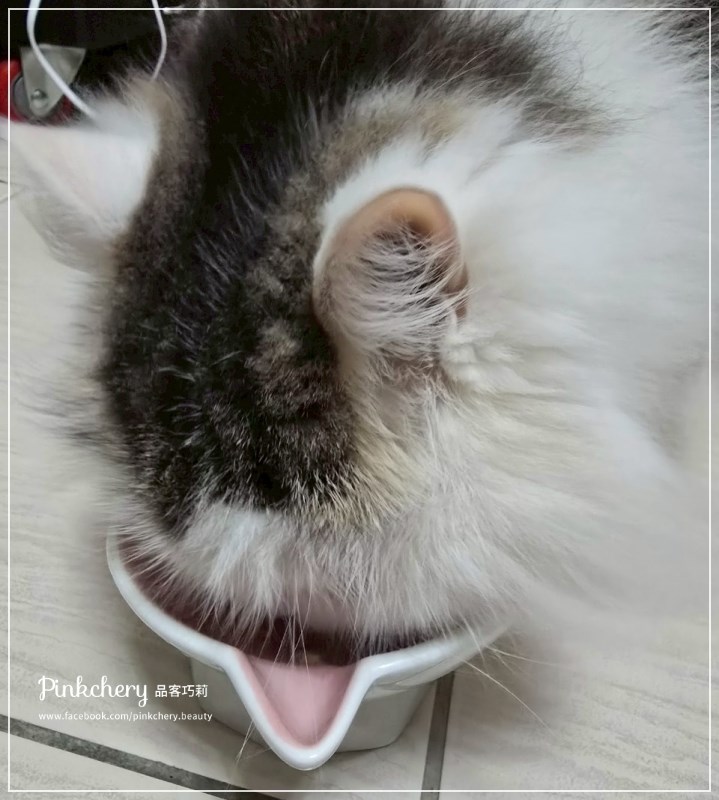 女人知己試用大隊,口碑行銷,部落客行銷,PURRFACT 波菲特貓用主食罐,主食罐,PURRFACT波菲特,貓主食罐,貓罐,PURRFACT波菲特貓用主食罐,魚肉蔓越莓主食罐,鮮嫩雞主食罐,鹿肉雞肉主食罐,牛肉鵪鶉貓主食罐,干貝蠶蛹配方,鱷魚肉白木耳配方,雞肉魚肉配方,安心鶉配方,評價,體驗,適口性佳,心得,成貓適用,高齡貓適用,質地是慕絲狀